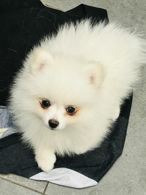 Mały chłopiec szuka domu