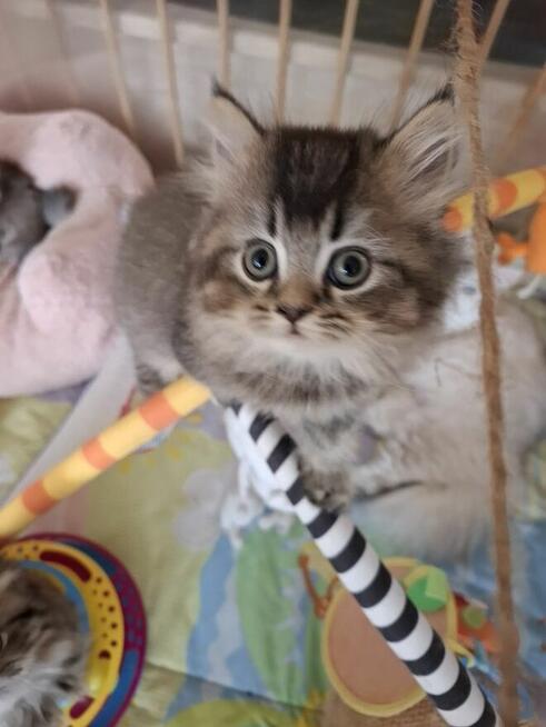 Kot Brytyjski kocurek