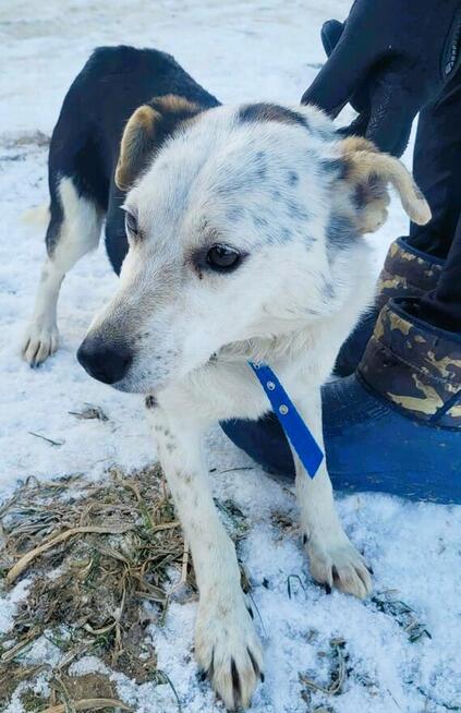 BALU - kochany psiak traci nadzieję w schronisku