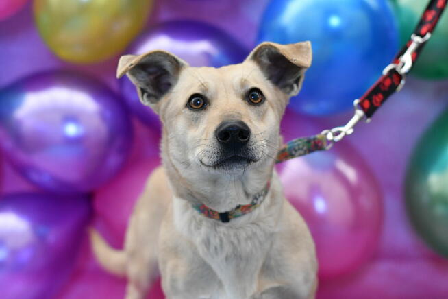 Urocza Blondi szuka rodzinki do pokochania!