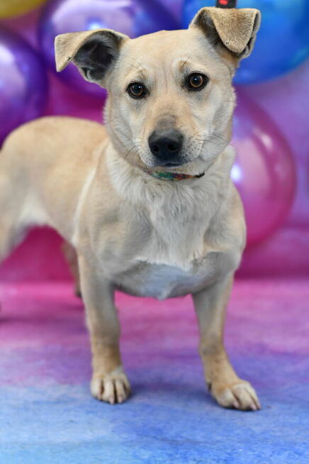 Urocza Blondi szuka rodzinki do pokochania!