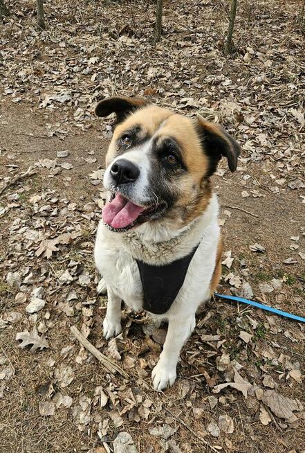 Zjawiskowa Szakira szuka domu!