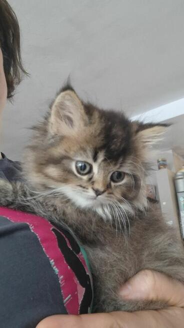 Kot Brytyjski kocurek