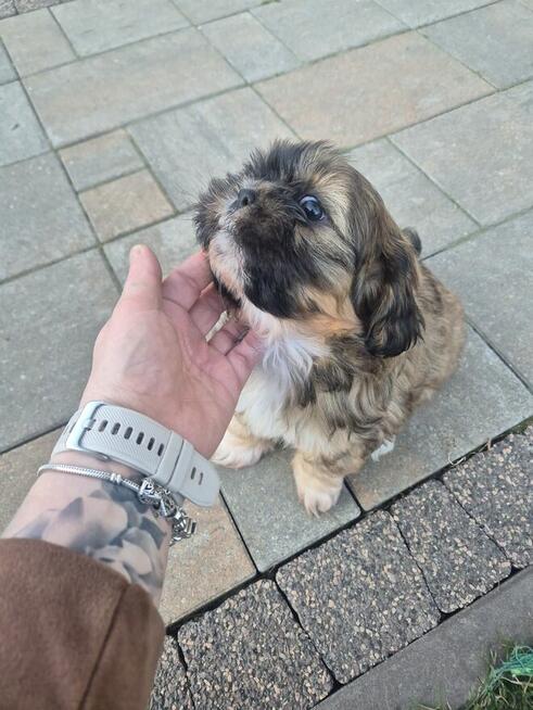 Shih tzu suczka szuka domku