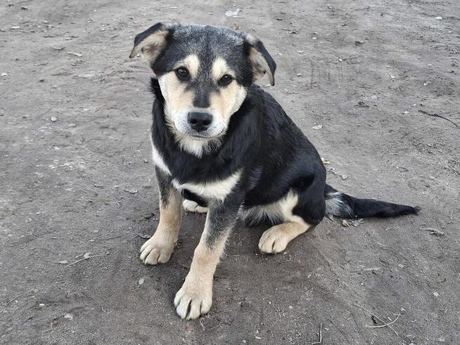 Szczeniak SONET czeka na dom