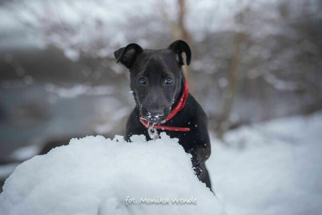 Figlarny Figo szuka kochającego domu