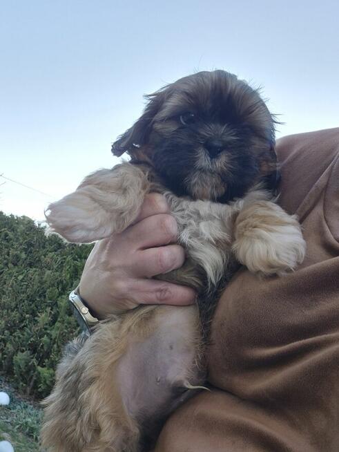 Shih tzu suczka szuka domku