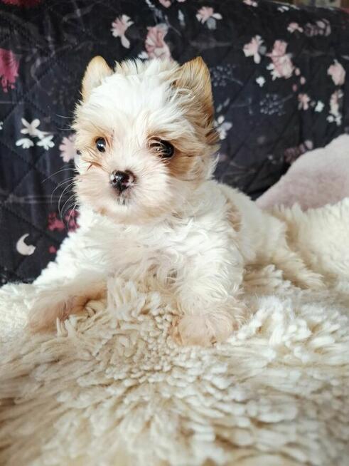Yorkshire terrier Golddust chlopczyk xs
