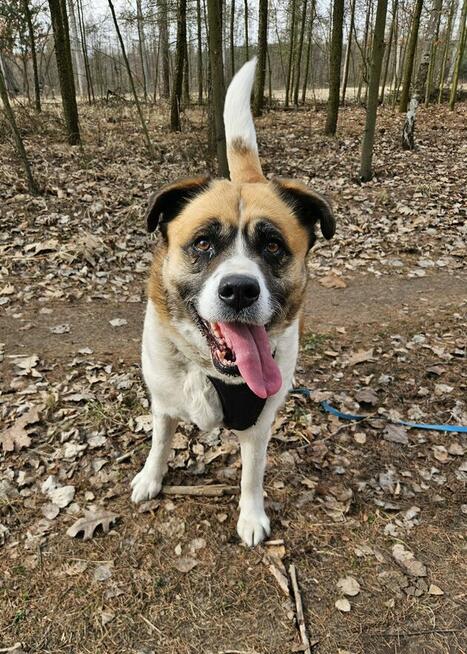 Zjawiskowa Szakira szuka domu!