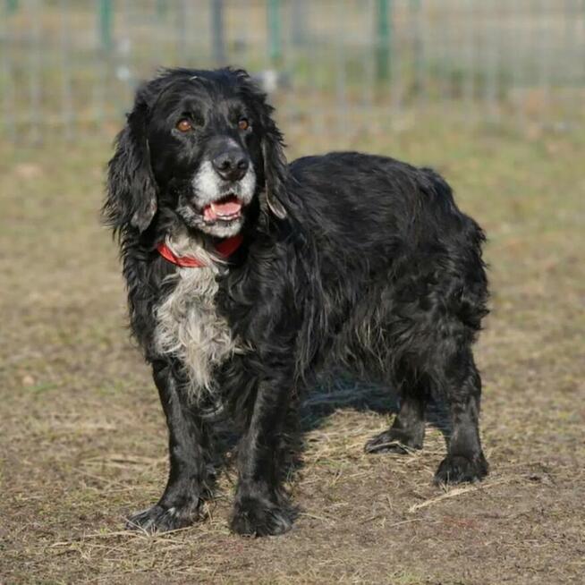 Kudłaty Wicher szuka domu!