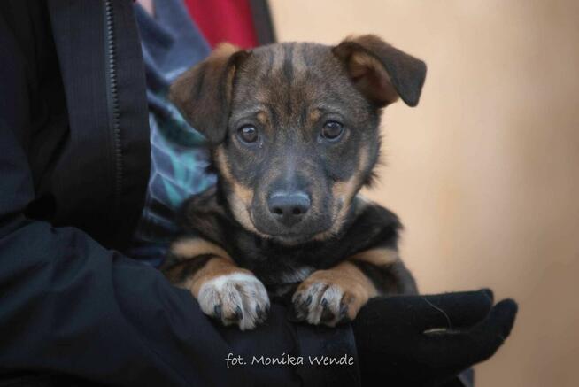 Nodi – małe serduszko, które czeka, by pokochać cały świat