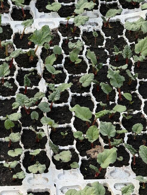 Oczka rabarbaru malinowego