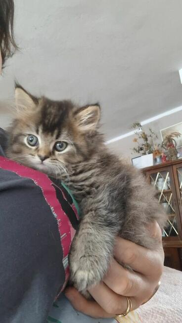 Kot Brytyjski kocurek