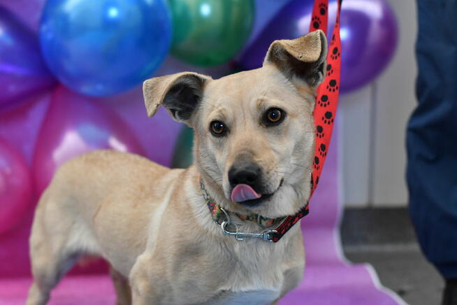 Urocza Blondi szuka rodzinki do pokochania!