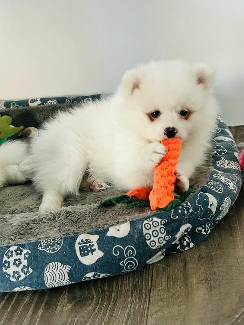 Mały chłopiec szuka domu