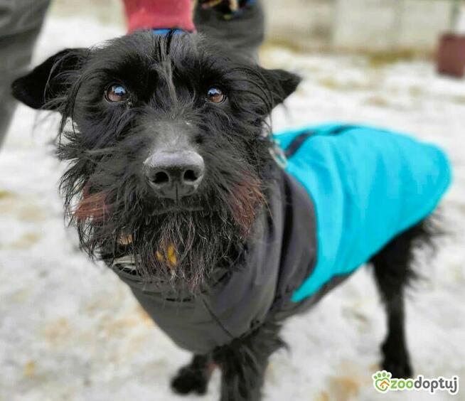 MORUSEK - cudny psiak w typie sznaucera szuka domu