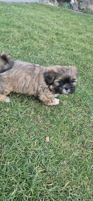 Shih tzu suczka szuka domku