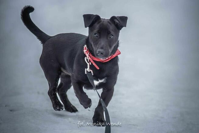 Figlarny Figo szuka kochającego domu