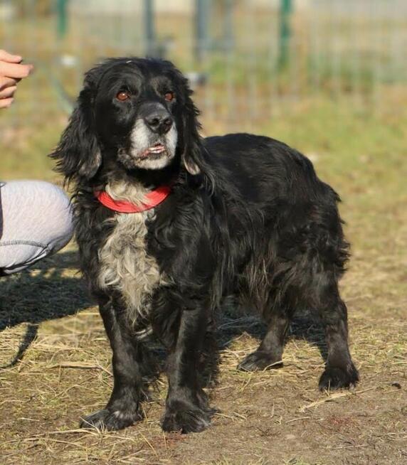 Kudłaty Wicher szuka domu!