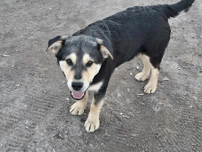 Szczeniak SONET czeka na dom
