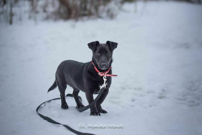 Figlarny Figo szuka kochającego domu