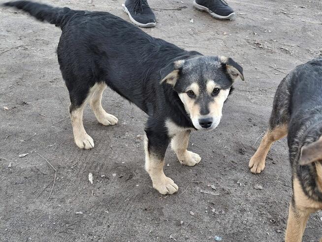 Szczeniak SONET czeka na dom