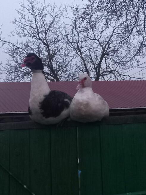 Sprzedam kaczki po 60 i kaczory po 100