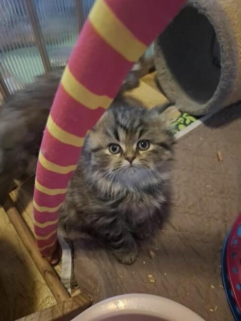 Kot Brytyjski kotka dugowłosa