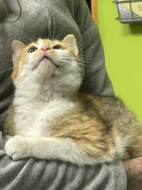 Kotka Gaja szuka domu -schronisko Zgierz-aktualne