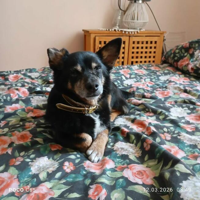 sprzedam samochodzik dla dziecka