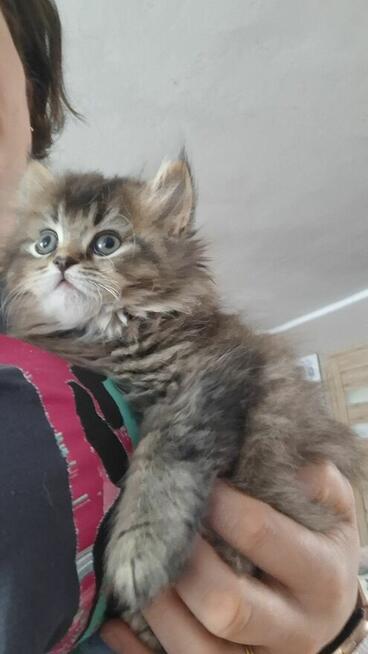 Kot Brytyjski kocurek