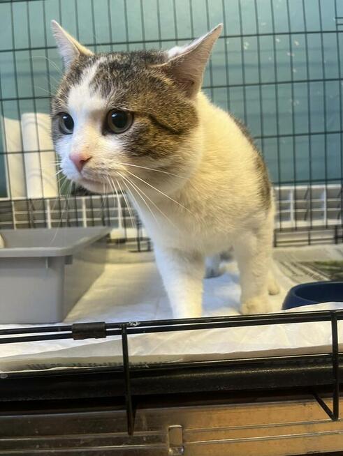 2-letni przytulak, szuka głasków na stałe