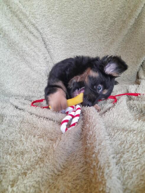 Ok. 3 mies. Lulu szuka odpowiedzialnego domku!