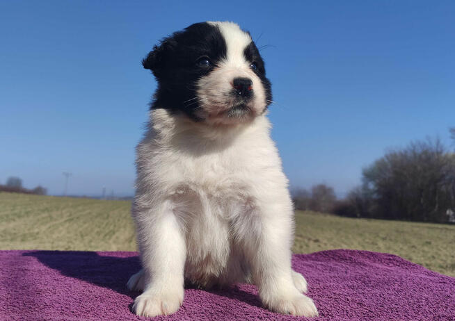 Rasowy Pies Border Collie - TONY z pełną dok. z hodowli do r