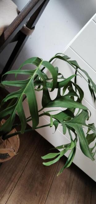Roślina MONSTERA CROATII *rzadki okaz* wyjątkowa okazja!!!