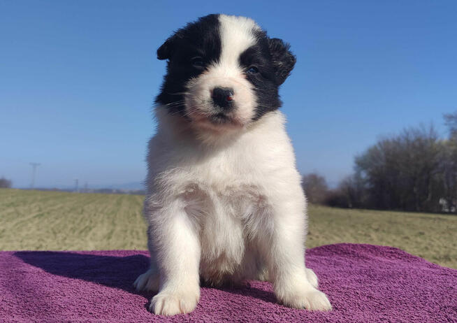 Rasowy Pies Border Collie - TONY z pełną dok. z hodowli do r
