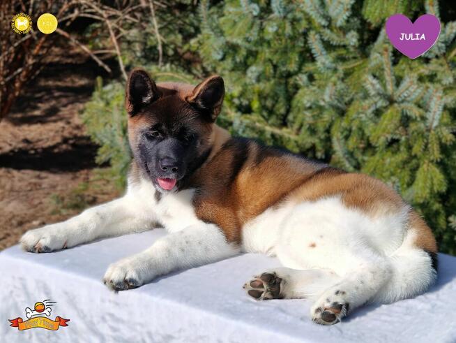 Suczka szczeniak Akita Amerykańska PlayTime FCI - dostępna