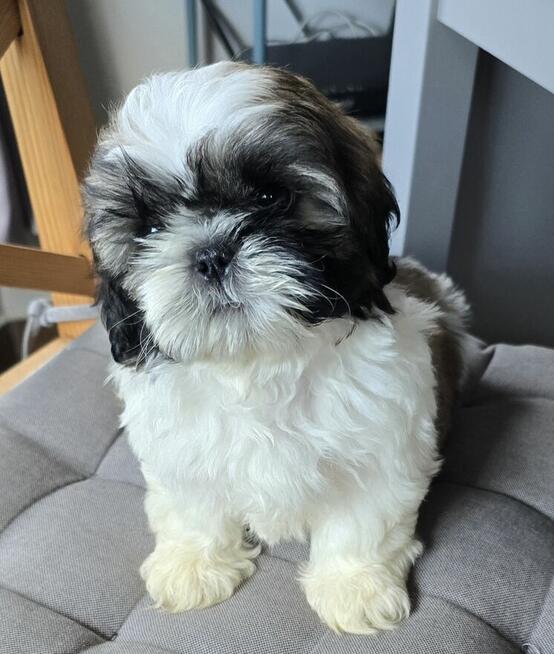 Piesek Shih tzu, tri color