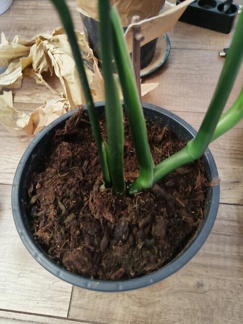 Roślina MONSTERA CROATII *rzadki okaz* wyjątkowa okazja!!!