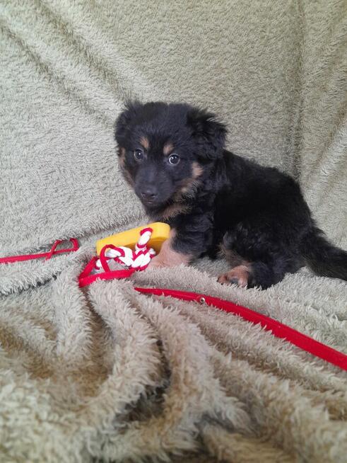 Ok. 3 mies. Lulu szuka odpowiedzialnego domku!