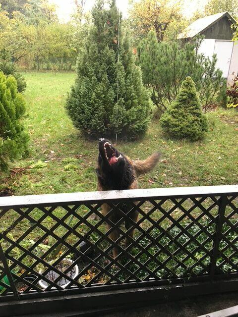 Działka ,ogródek działkowy.ROD Pilczyce ul.Hutnicza.Wrocław