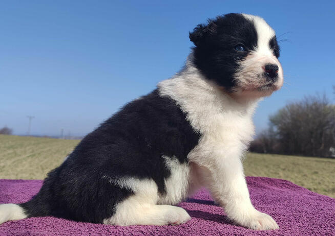 Rasowy Pies Border Collie - TONY z pełną dok. z hodowli do r