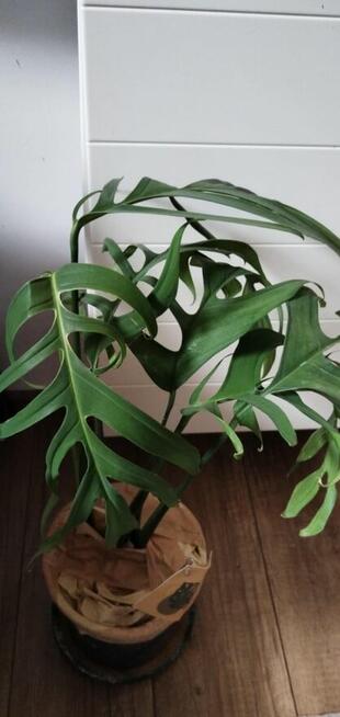 Roślina MONSTERA CROATII *rzadki okaz* wyjątkowa okazja!!!