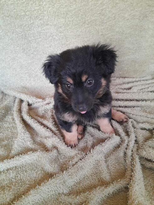 Ok. 3 mies. Lulu szuka odpowiedzialnego domku!