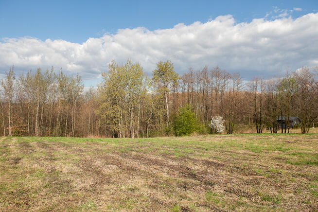 Działka z prywatnym lasem w Burzynie, gm. Tuchów!