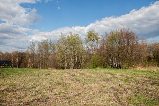 Działka z prywatnym lasem w Burzynie, gm. Tuchów!