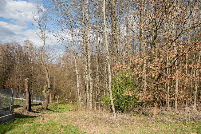 Działka z prywatnym lasem w Burzynie, gm. Tuchów!