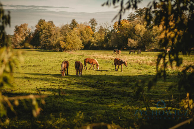 Działka rolna Dalborowice gm. Dziadowa Kłoda, Akacjowa