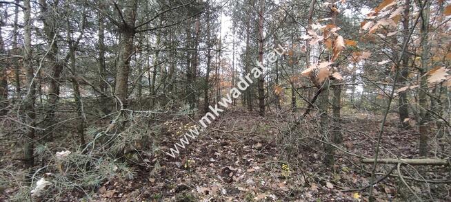 Ładna okolica MeDiA MPZP Okazja! super cena!