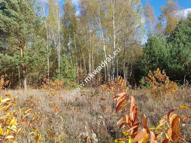 Urocza działka w otulinie lasu z MPZP zab. jednoro